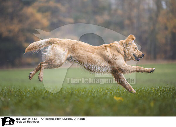 Golden Retriever / Golden Retriever / JEP-01713