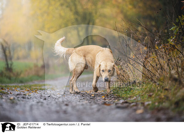 Golden Retriever / Golden Retriever / JEP-01714