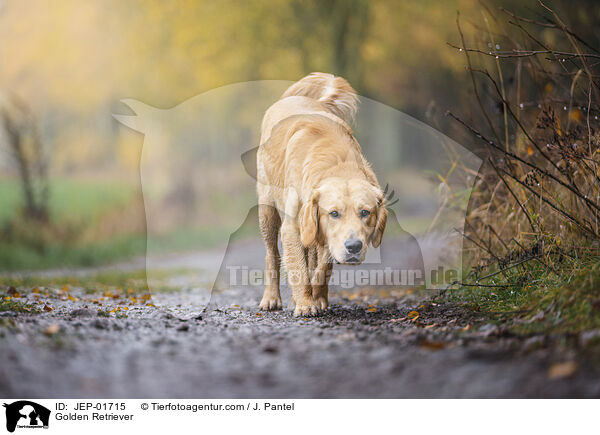 Golden Retriever / Golden Retriever / JEP-01715