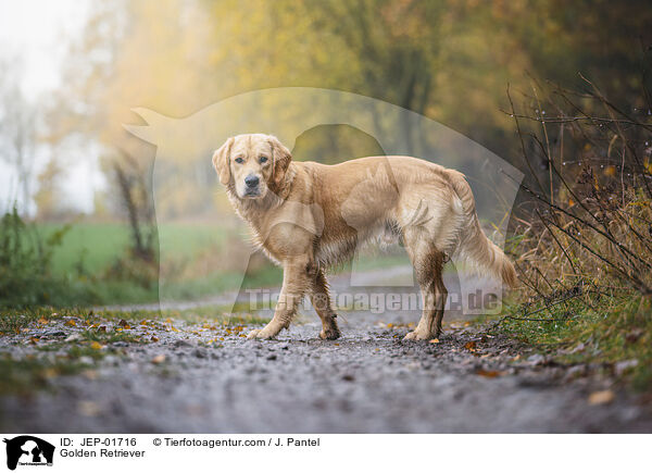 Golden Retriever / Golden Retriever / JEP-01716