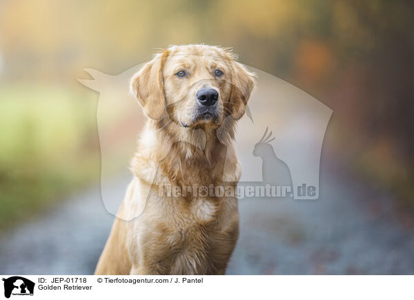 Golden Retriever / Golden Retriever / JEP-01718