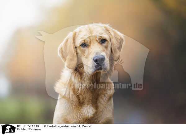 Golden Retriever / Golden Retriever / JEP-01719