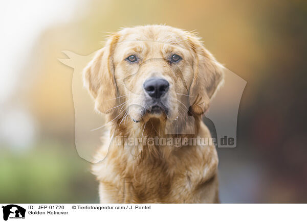 Golden Retriever / Golden Retriever / JEP-01720