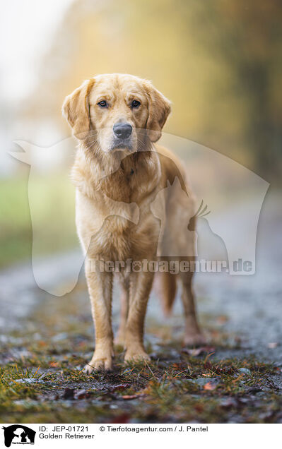 Golden Retriever / Golden Retriever / JEP-01721