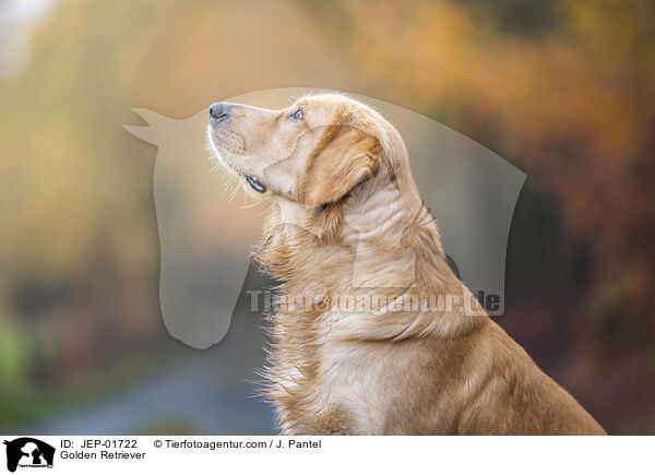 Golden Retriever / Golden Retriever / JEP-01722