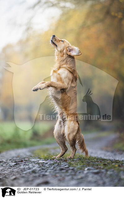 Golden Retriever / Golden Retriever / JEP-01723