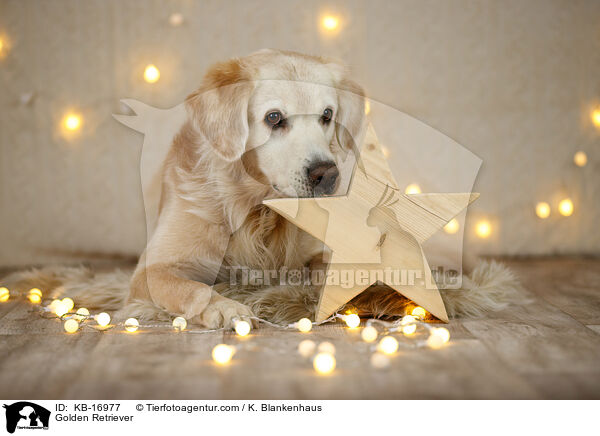 Golden Retriever / Golden Retriever / KB-16977