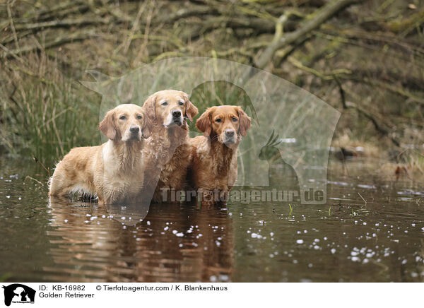 Golden Retriever / Golden Retriever / KB-16982