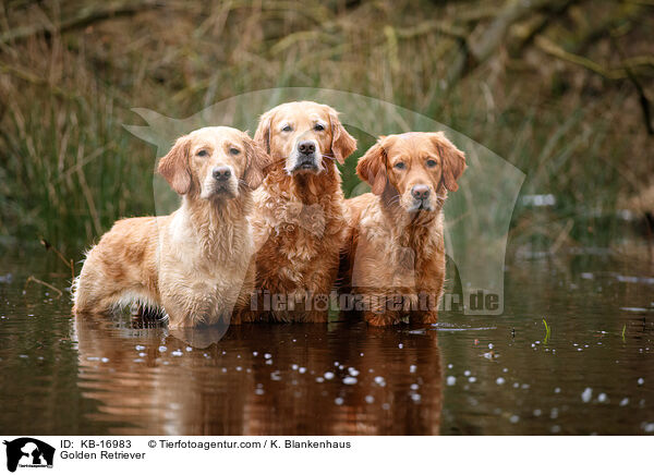 Golden Retriever / Golden Retriever / KB-16983