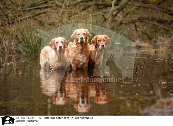 Golden Retriever / Golden Retriever / KB-16984