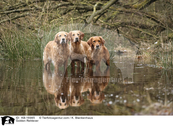 Golden Retriever / Golden Retriever / KB-16985