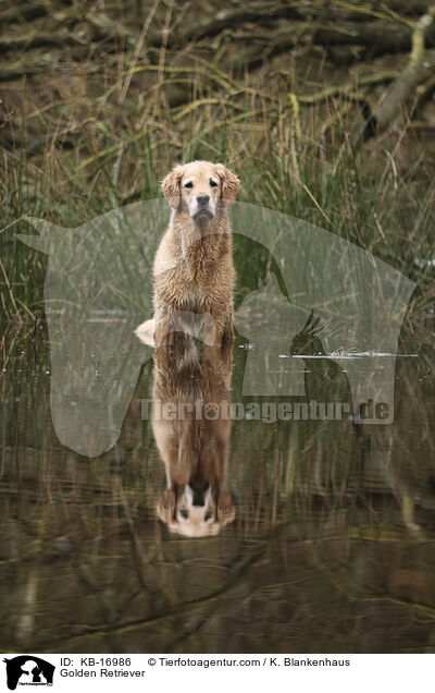 Golden Retriever / Golden Retriever / KB-16986