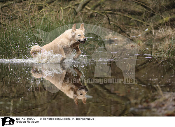 Golden Retriever / Golden Retriever / KB-16990