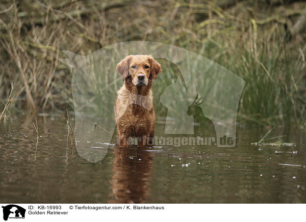 Golden Retriever / Golden Retriever / KB-16993