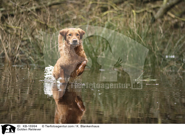 Golden Retriever / Golden Retriever / KB-16994