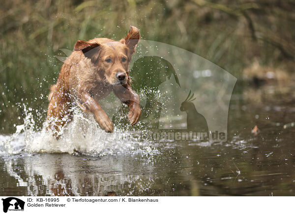 Golden Retriever / Golden Retriever / KB-16995