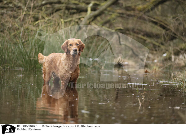 Golden Retriever / Golden Retriever / KB-16996