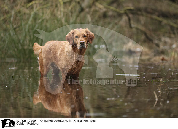 Golden Retriever / Golden Retriever / KB-16999