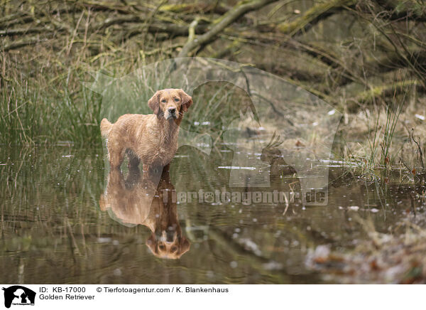 Golden Retriever / Golden Retriever / KB-17000