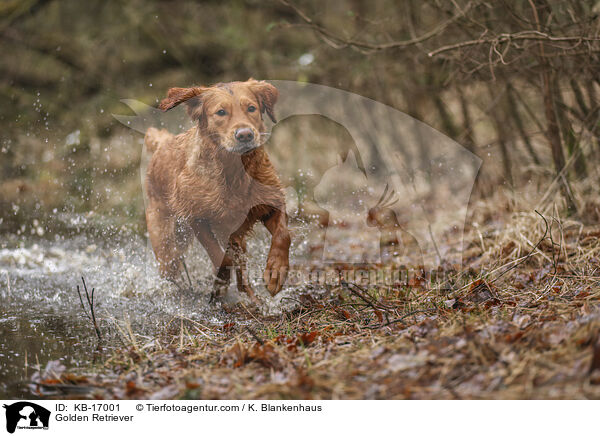 Golden Retriever / Golden Retriever / KB-17001