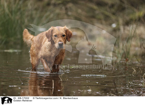 Golden Retriever / Golden Retriever / KB-17002