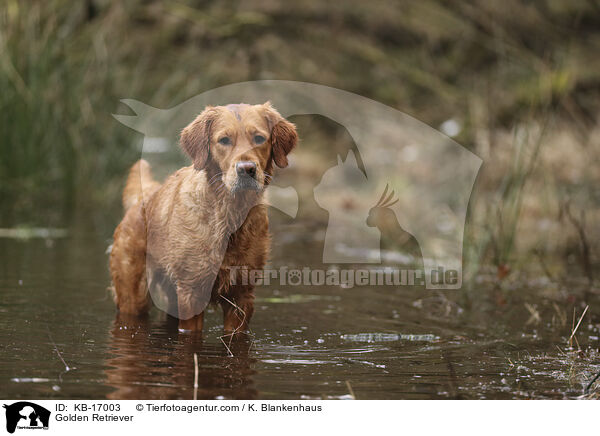 Golden Retriever / Golden Retriever / KB-17003