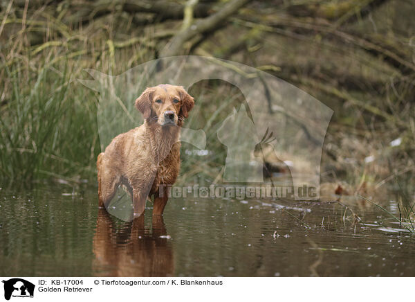 Golden Retriever / Golden Retriever / KB-17004