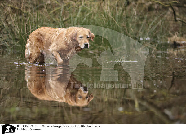 Golden Retriever / Golden Retriever / KB-17006