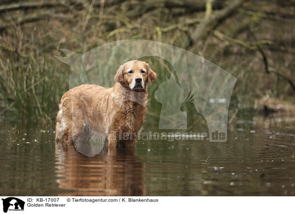 Golden Retriever / Golden Retriever / KB-17007