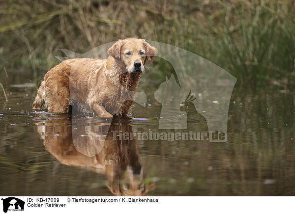 Golden Retriever / Golden Retriever / KB-17009