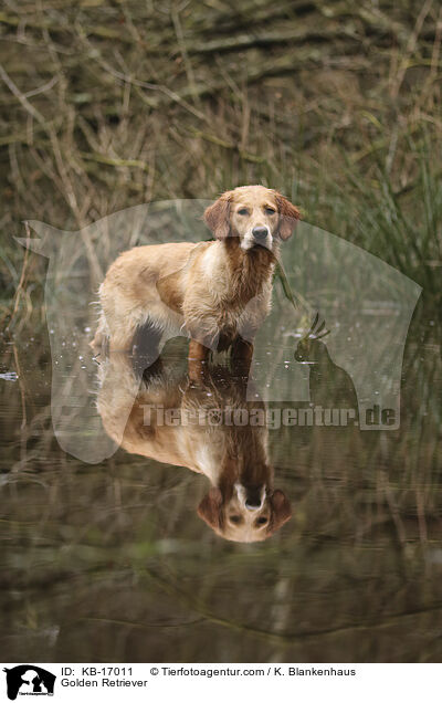 Golden Retriever / Golden Retriever / KB-17011