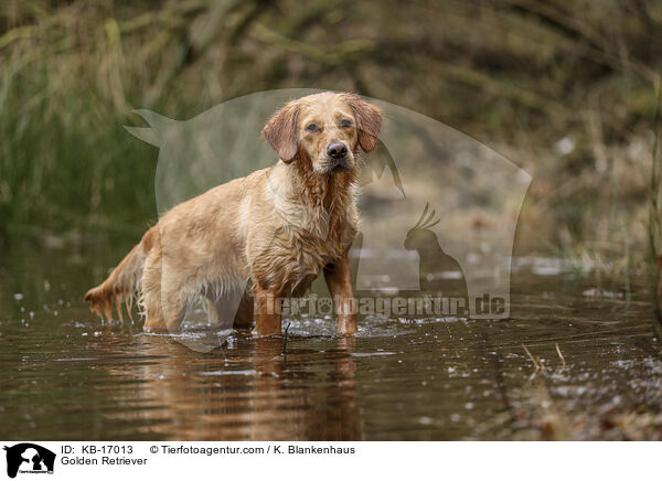 Golden Retriever / Golden Retriever / KB-17013