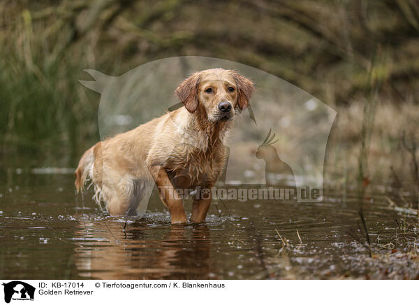 Golden Retriever / Golden Retriever / KB-17014