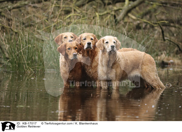 Golden Retriever / Golden Retriever / KB-17017