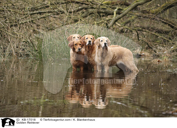 Golden Retriever / Golden Retriever / KB-17018