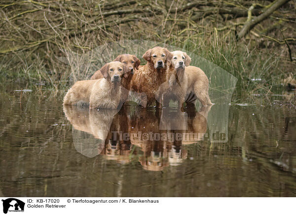 Golden Retriever / Golden Retriever / KB-17020