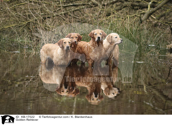 Golden Retriever / Golden Retriever / KB-17022