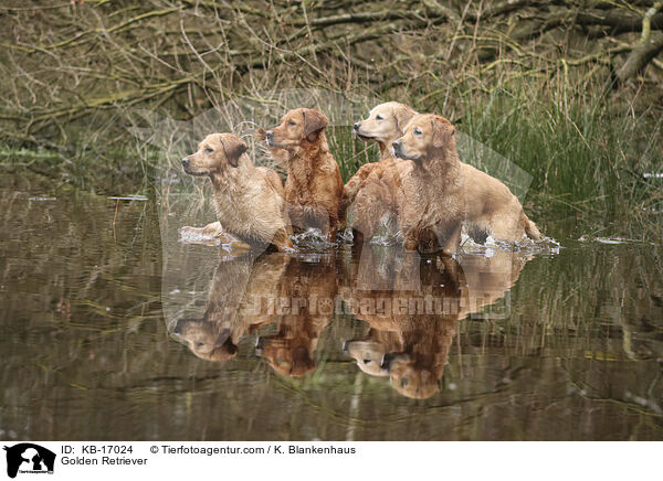 Golden Retriever / Golden Retriever / KB-17024