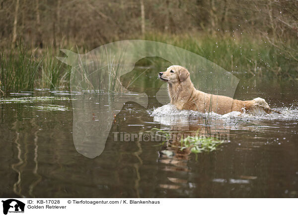 Golden Retriever / Golden Retriever / KB-17028