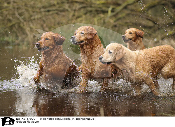 Golden Retriever / Golden Retriever / KB-17029