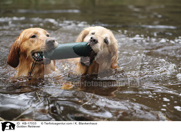 Golden Retriever / Golden Retriever / KB-17033