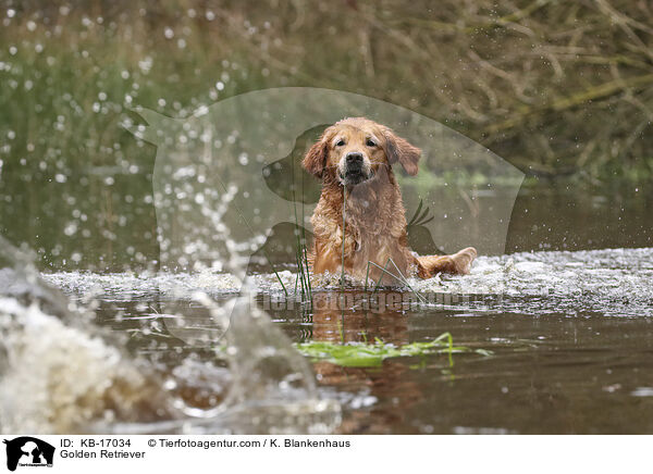 Golden Retriever / Golden Retriever / KB-17034