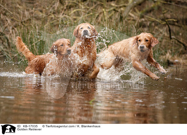 Golden Retriever / Golden Retriever / KB-17035