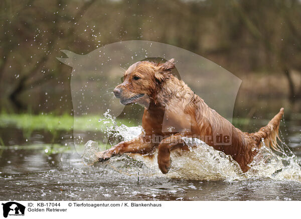 Golden Retriever / Golden Retriever / KB-17044