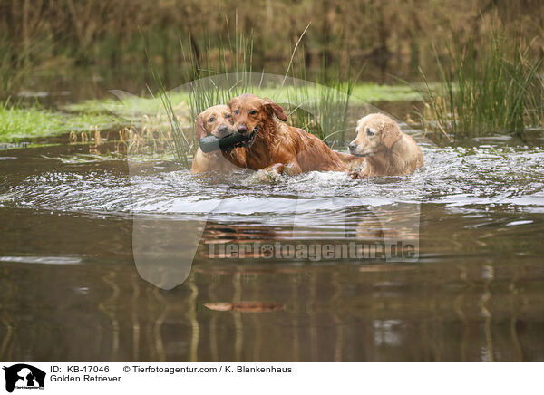 Golden Retriever / Golden Retriever / KB-17046