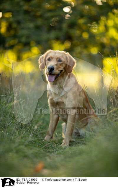 Golden Retriever / Golden Retriever / TBA-03096