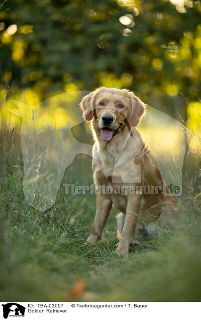 Golden Retriever / Golden Retriever / TBA-03097