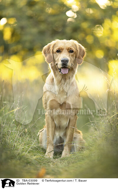 Golden Retriever / Golden Retriever / TBA-03099