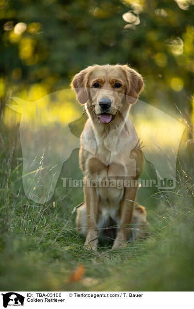 Golden Retriever / Golden Retriever / TBA-03100