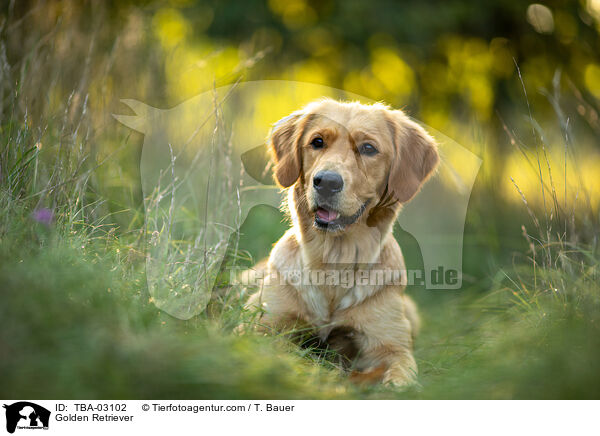 Golden Retriever / Golden Retriever / TBA-03102